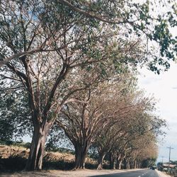 Low angle view of trees against sky