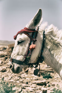 Horse cart on field