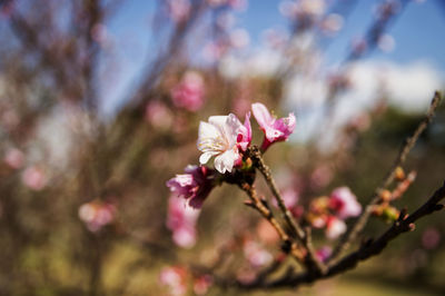 Close-up of pink cherry blossoms in spring