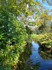 Scenic view of lake in forest
