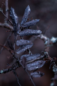 Close-up of frozen plant