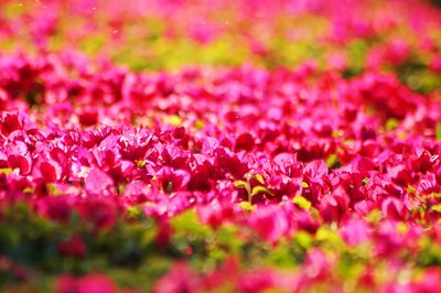 Close-up of pink flowers blooming outdoors