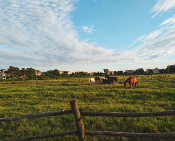 Horses in a field