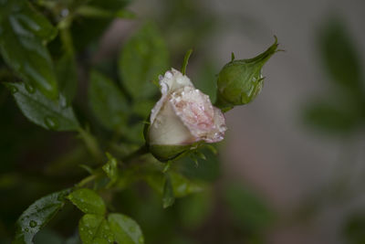Close-up of wet rose plant