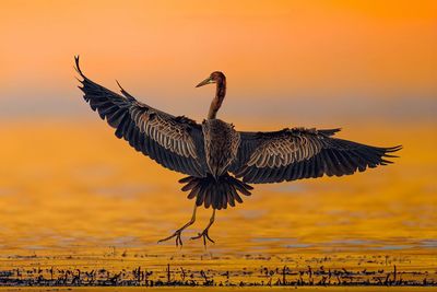 Purple heron