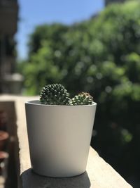 Close-up of succulent plant in pot