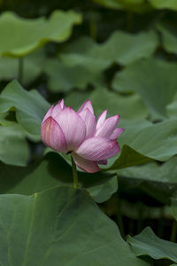 Close-up of pink lotus water lily in lake