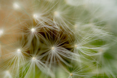 Close-up of dandelion against plants