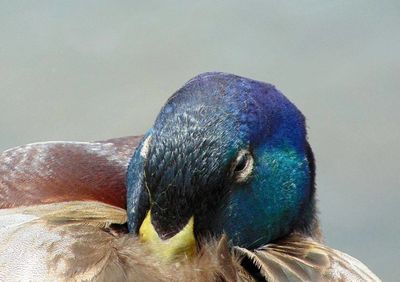 Close-up of peacock