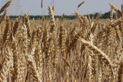 Close-up of wheat growing on field against sky