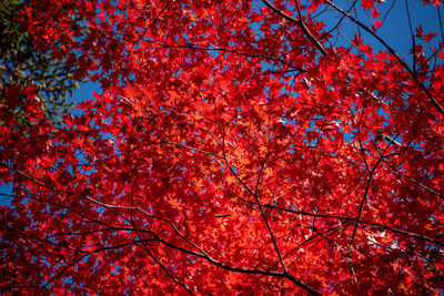 Low angle view of cherry blossom tree