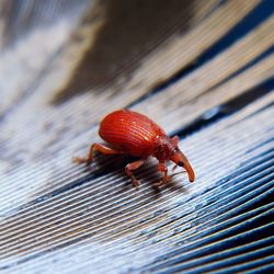 Close-up of insect on wood