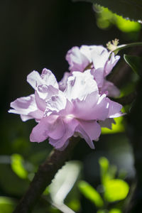 Close-up of flowers blooming outdoors