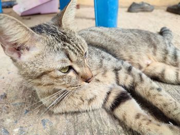 Close-up of a cat resting