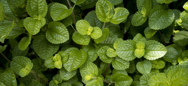 Closeup natural fresh green mint leaves background in the garden with copy space. 