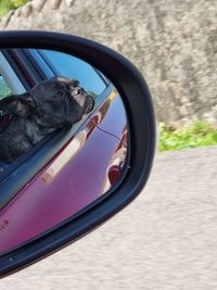 Reflection of a dog on side-view mirror