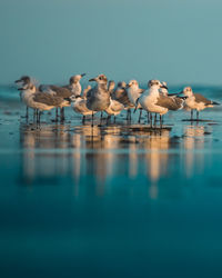Flock of birds in lake