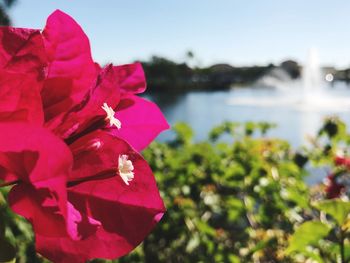 Close-up of fresh red flower against sky