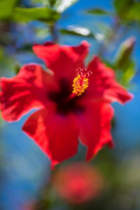 Close-up of red hibiscus blooming outdoors