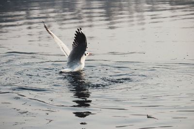 Swan swimming in lake