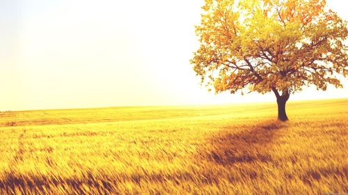 Scenic view of agricultural field against clear sky