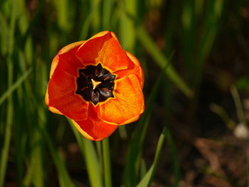 Close-up of orange poppy flower on field