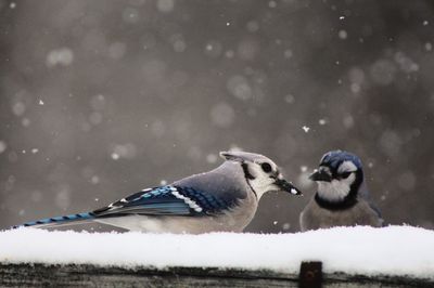 Low angle view of blue jays perching on snow covered roof