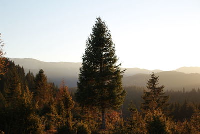 Scenic view of trees against sky during autumn