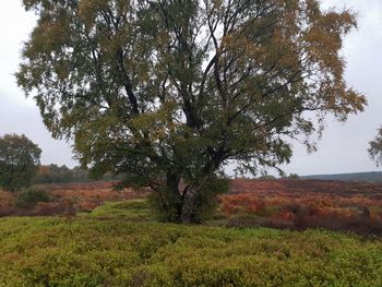 Tree on field against sky