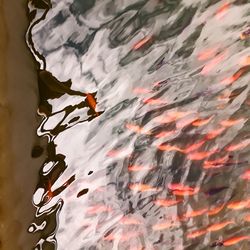 Fish swimming in lake