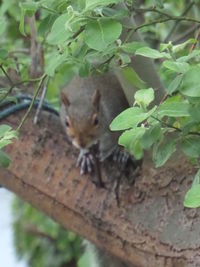 Close-up of squirrel on tree trunk