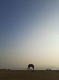 View of a horse on field