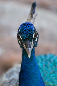 Close-up of peacock