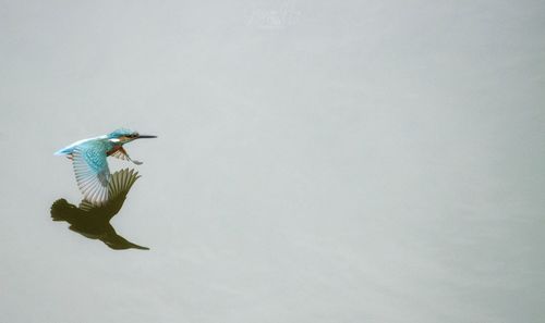 Side view of a bird flying