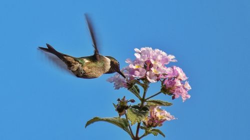 Low angle view of flowers against clear blue sky