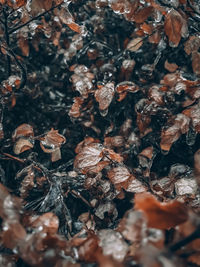 Full frame shot of dry leaves on field