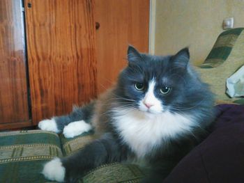 Portrait of cat relaxing at home