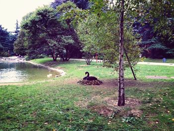 Bird on grass by pond