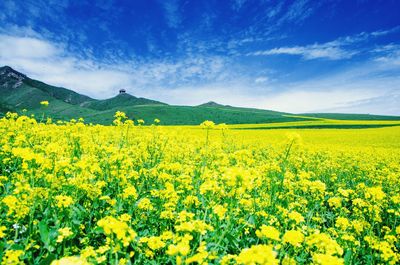 Yellow flowers blooming in field