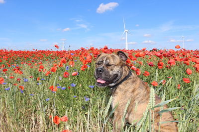 View of dog on field against sky