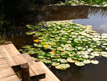 Leaves floating on water