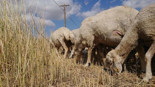 Sheep grazing in a field