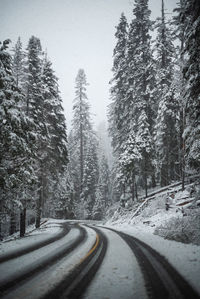Road amidst trees in forest during winter