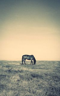 Horse grazing in the field
