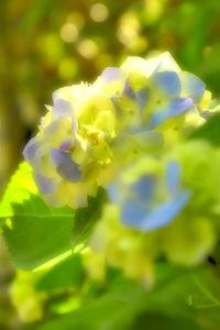 Close-up of yellow flower