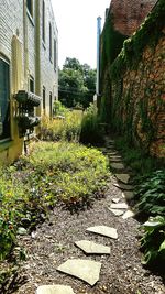 Plants growing in front of building