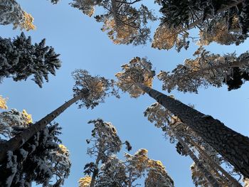 Low angle view of trees against sky