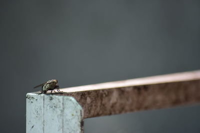 Close-up of bird perching on wall