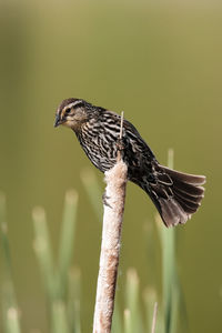 Red-winged blackbird  - female