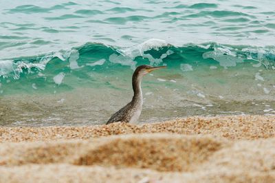 Bird in water